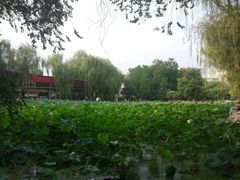 -莲湖公园