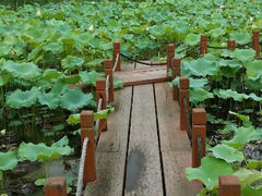 android_upload_pic-苏州金鸡湖大酒店