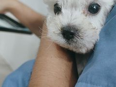 -佳雯宠物医院·皮肤科·内外科(春晓路分院)