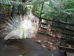 -海南热带野生动植物园