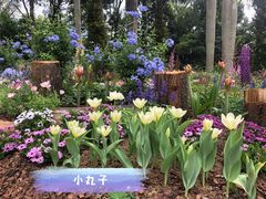 -深圳仙湖植物园