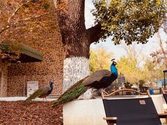 -J Create城市露营咖啡·简餐·宠物(上海动物园店)