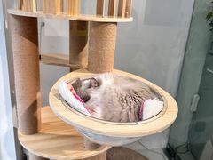 -小呆的宠物店·宠物售卖·宠物寄养(城西店)