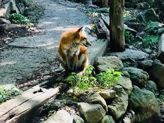 -宫城藏王狐狸村