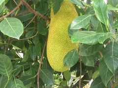 -吐斯廉屠杀博物馆