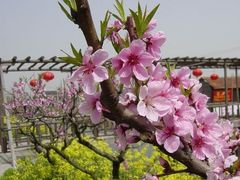 -南汇桃花村