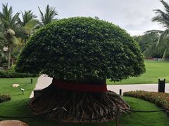 -海南清水湾莱佛士酒店