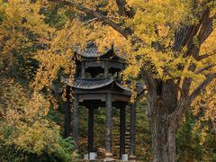 -千年银杏谷文化旅游区