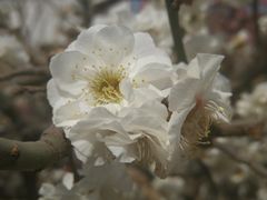 -石家庄市植物园