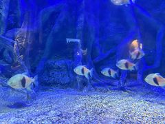 -江和美海洋公园
