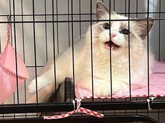 -lincat·猫舍(广州店)