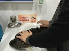 -创凡宠物医院·骨专科  猫科中心(西乡分院)