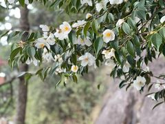 -萍乡武功山风景名胜区