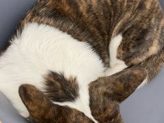 -Let's go狗咖·猫咖·奶狗·桌游(春熙路IFS店)