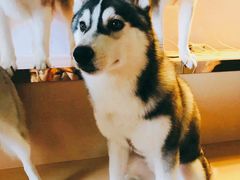 -Husky Go! 哈士奇体验馆·宠物咖啡厅狗咖