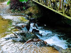 -莫里热带雨林景区