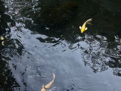 -西双版纳总佛寺