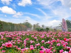 -亚龙湾国际玫瑰谷