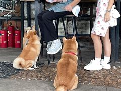 -柴犬高等学院·狗咖·柴犬售卖·宠物训练