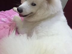 -诺比宠物医院心脏内科·泌尿肾内外科·骨科急重症
