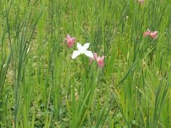 -艾溪湖湿地公园