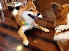 -豆柴町-柴犬主题狗咖(红鼎国际C座店)