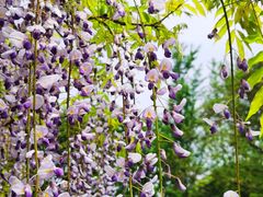 -嘉定紫藤园