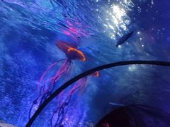 -沈阳海洋探索中心