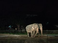 -清迈夜间动物园