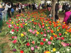 -洛阳郁金香牡丹园