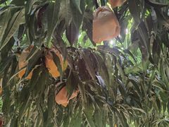 -老袁家蜜桃农场·阳山水蜜桃