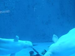 -海合安成都极地海洋公园