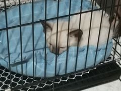 -宠颐生·恒爱宠物医院(静海店)