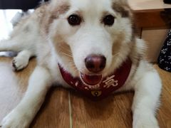 -Husky Go! 哈士奇体验馆·宠物咖啡厅狗咖