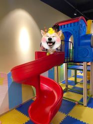 -欢乐悠游婴儿游泳(金碧花园店)