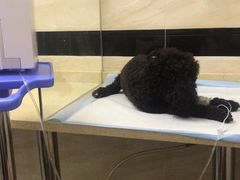 -安安宠医·安宠宠物医院