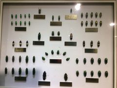 -上海昆虫博物馆