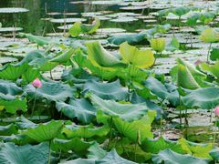 -武汉大学-樱园