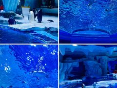 -上海海昌海洋公园