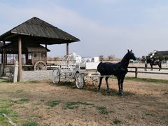 -松声马术俱乐部