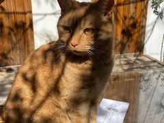 -喵屿·大理花园猫咖