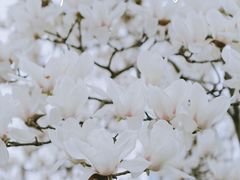 -陆家嘴中心绿地