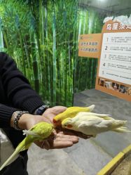 -神奇动物撸宠馆·羊驼·小浣熊·异宠(豫园店)