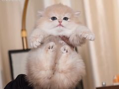 -小猫来了·猫舍(红山六九七九店)
