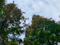 -崇明东平国家森林公园烧烤房车露营地