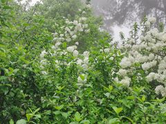 -铁山坪森林公园