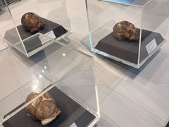 -北京周口店北京人遗址博物馆