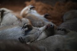 -Zoolung Zoolung动物主题公园(海信广场店)