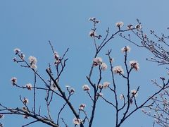 -羊山湖公园