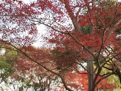 -高子水居